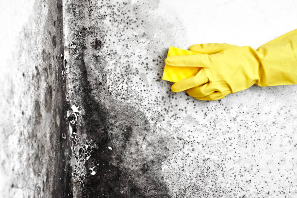 Mold Removal and Inspection in Brighton, AL